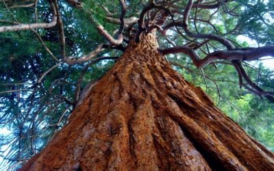La poda en altura: técnicas para cuidar los árboles altos