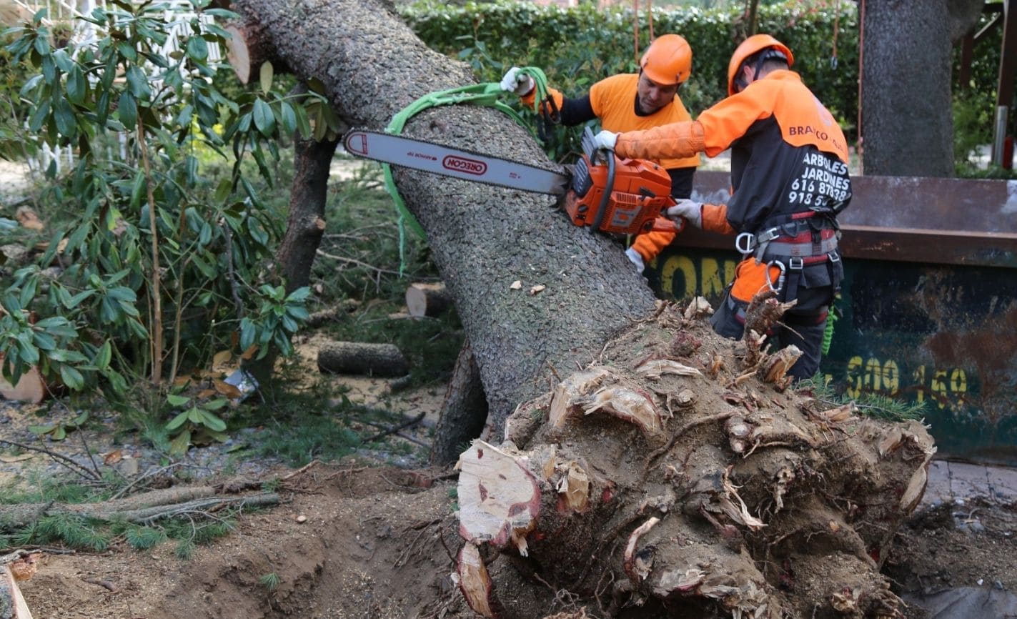 Poda de árboles en Madrid