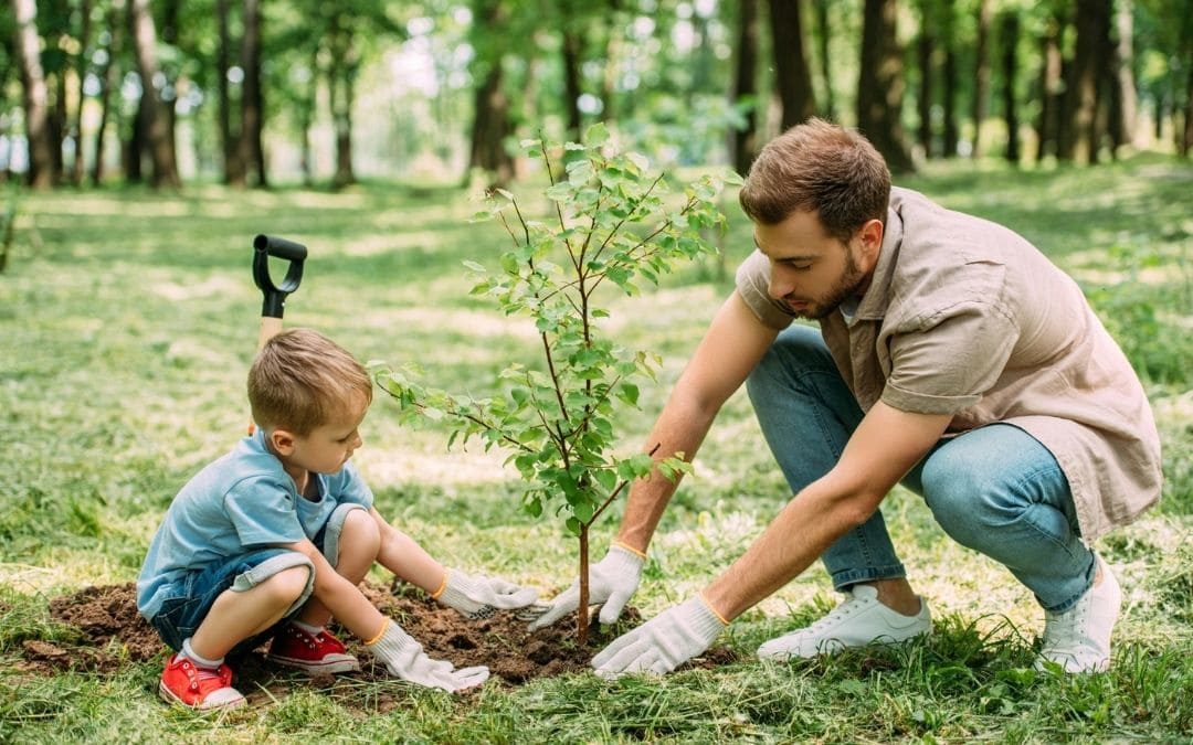 plantar un árbol