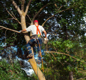 operario realizando un mantenimiento de árboles en madrid