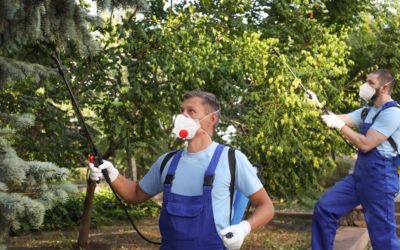 Beneficios de fumigar los árboles frutales