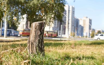 Beneficios de la tala de árboles en zonas urbanas